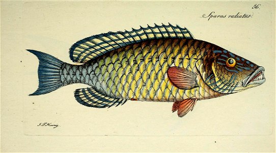 n116_w1150