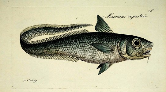 n56_w1150