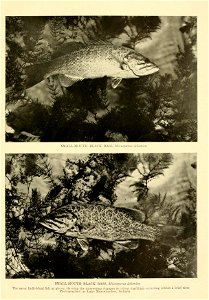 n474_w1150