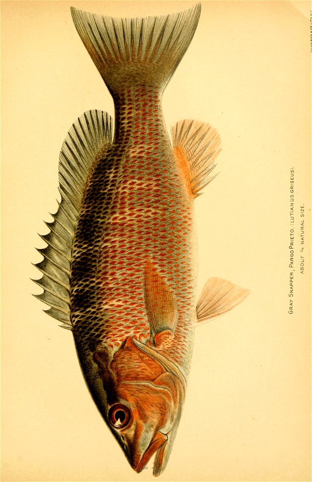 n558_w1150