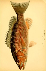 n558_w1150