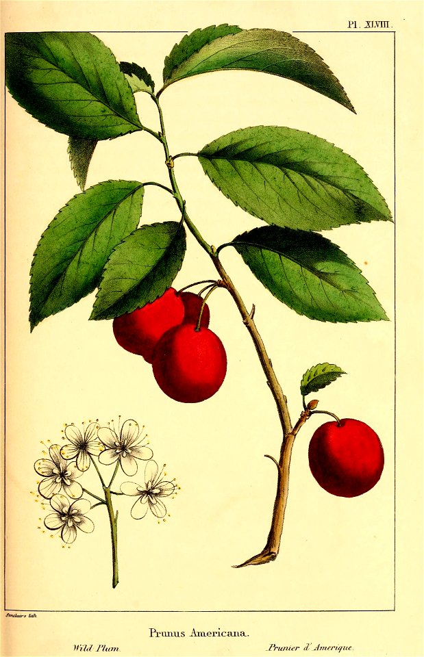 n268_w1150