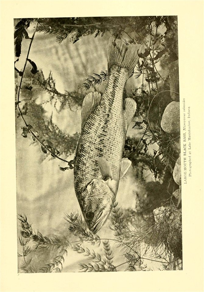 n484_w1150