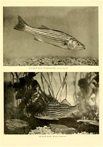 n508_w1150
