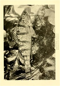 n494_w1150