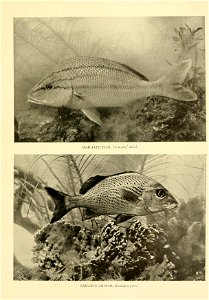 n586_w1150