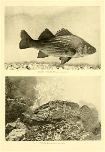 n514_w1150