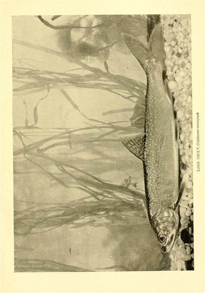 n292_w1150