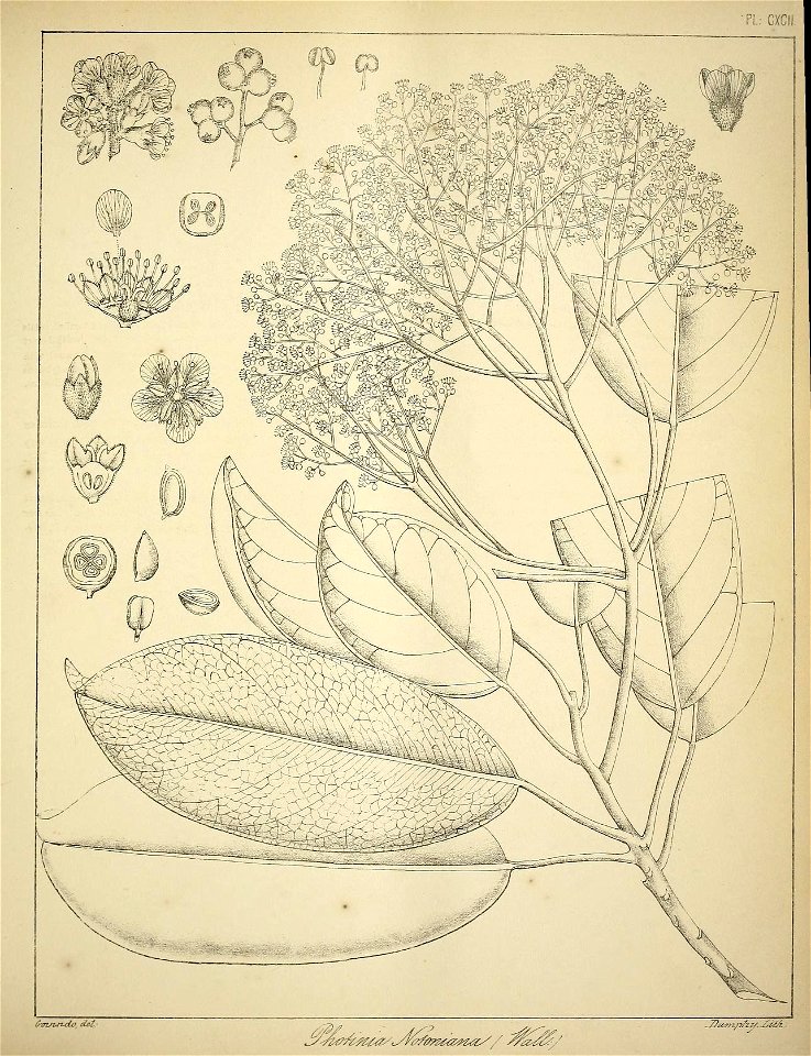 n804_w1150
