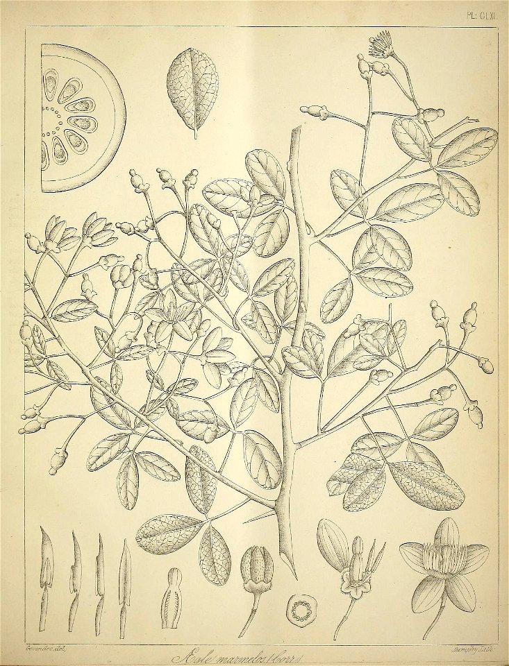 n680_w1150