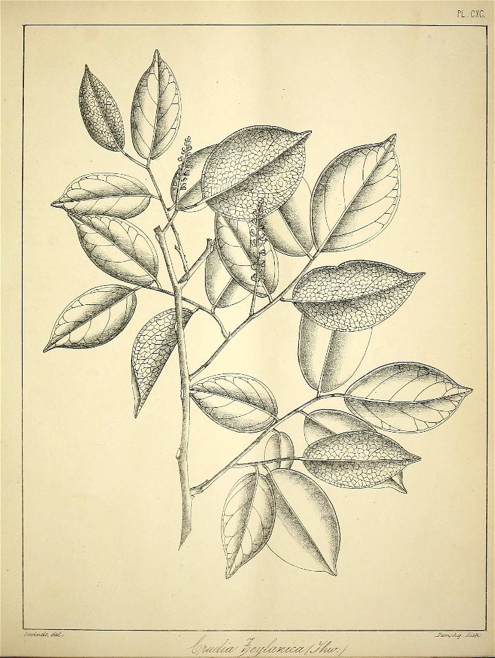 n796_w1150