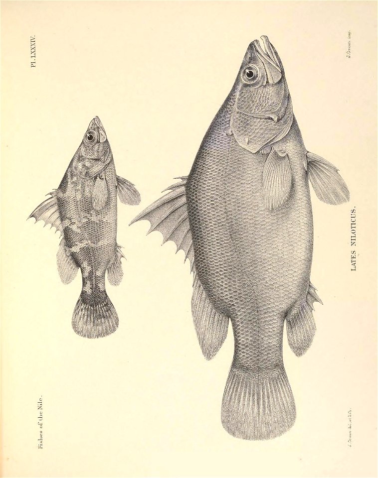 n242_w1150