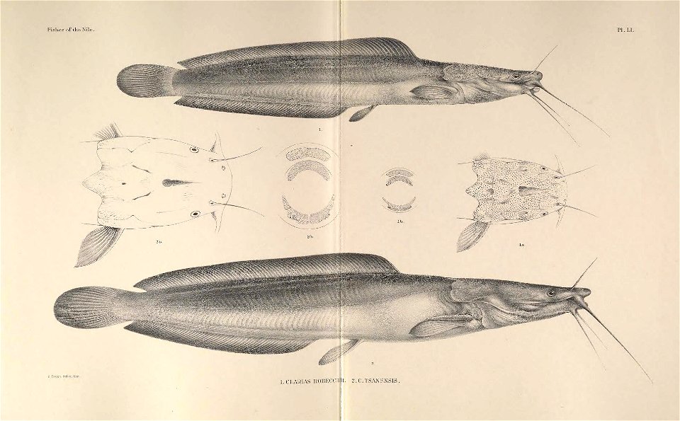 n154_w1150