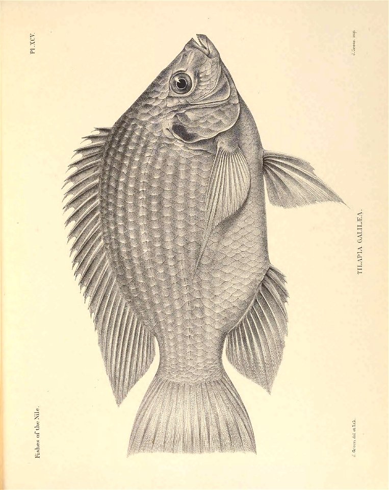 n264_w1150