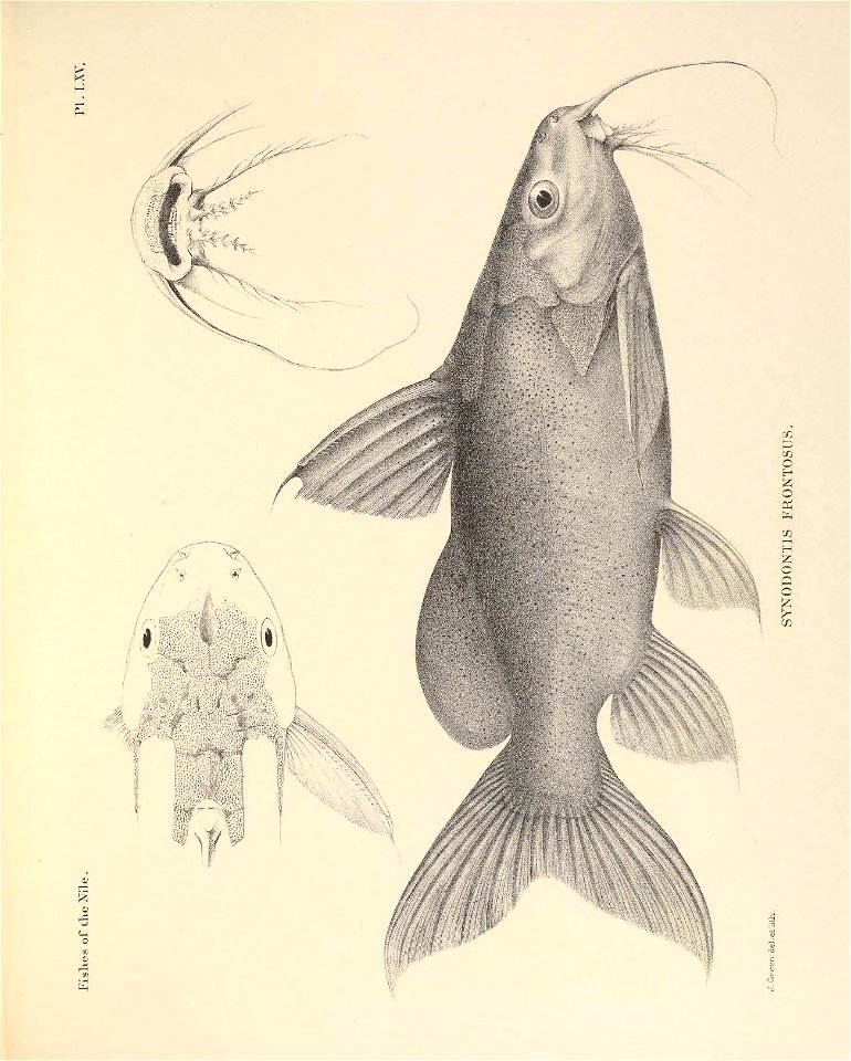 n198_w1150