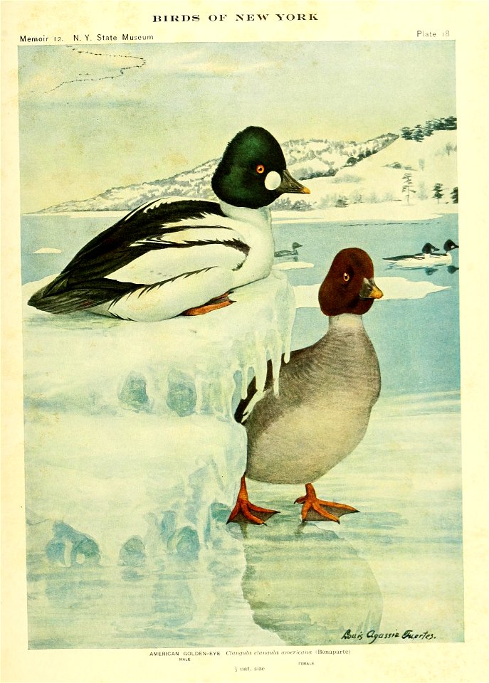 n788_w1150