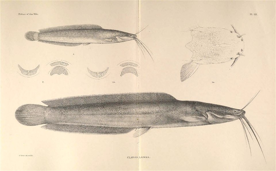 n158_w1150