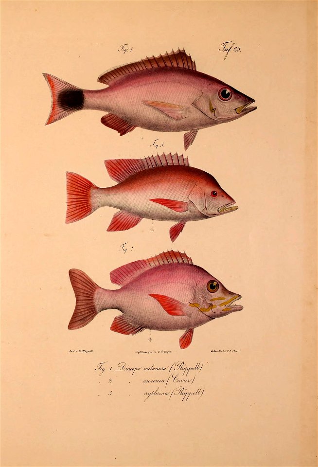 n508_w1150