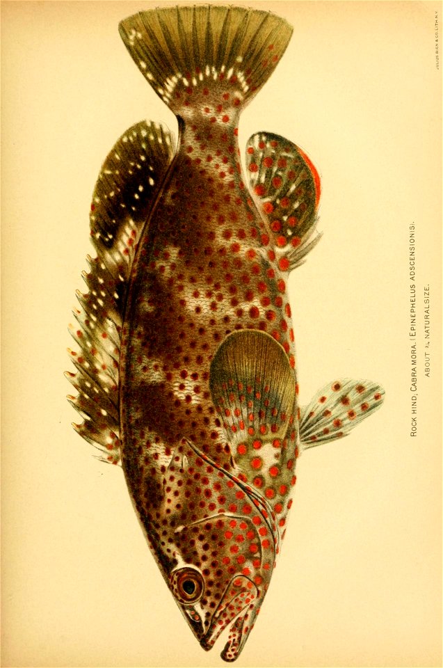 n196_w1150