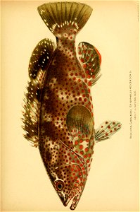 n196_w1150