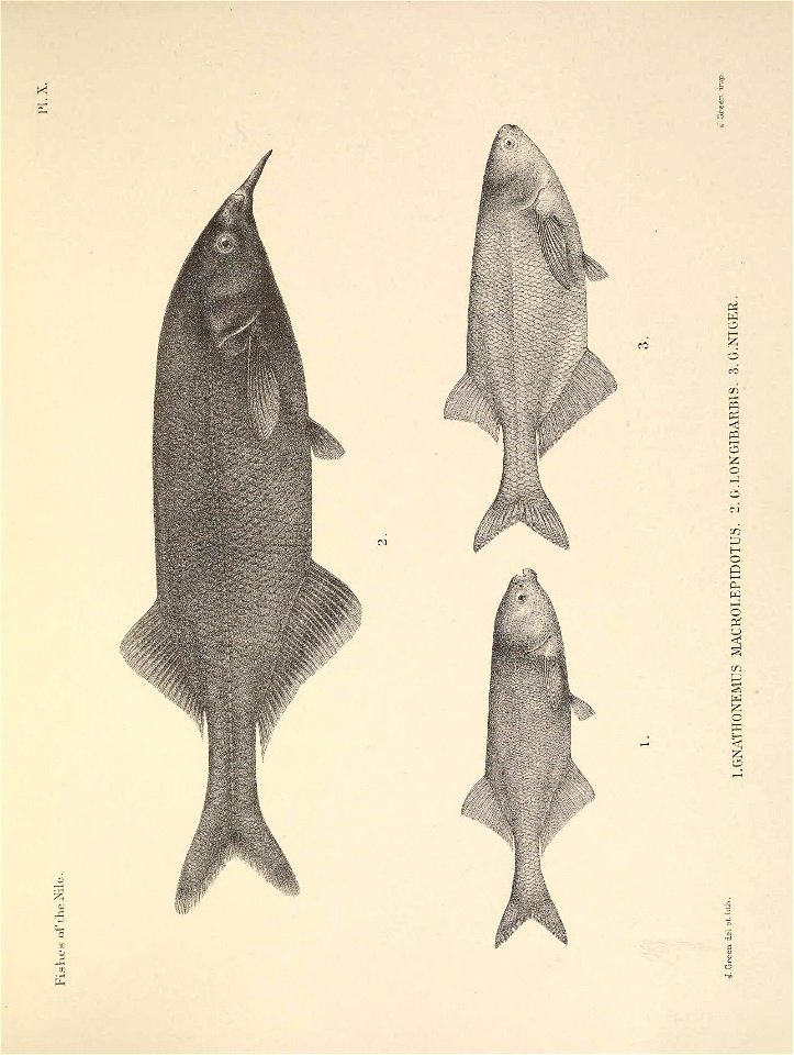 n48_w1150