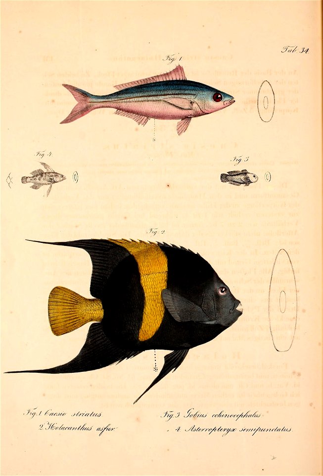 n599_w1150