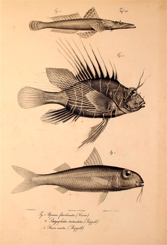 n514_w1150