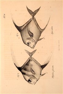 n594_w1150