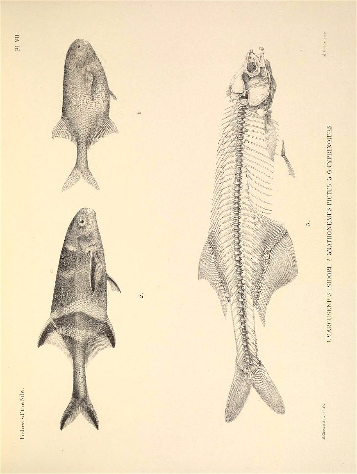 n42_w1150