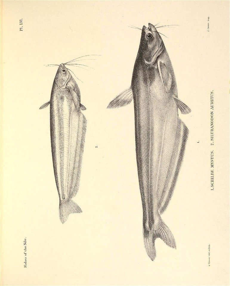 n168_w1150