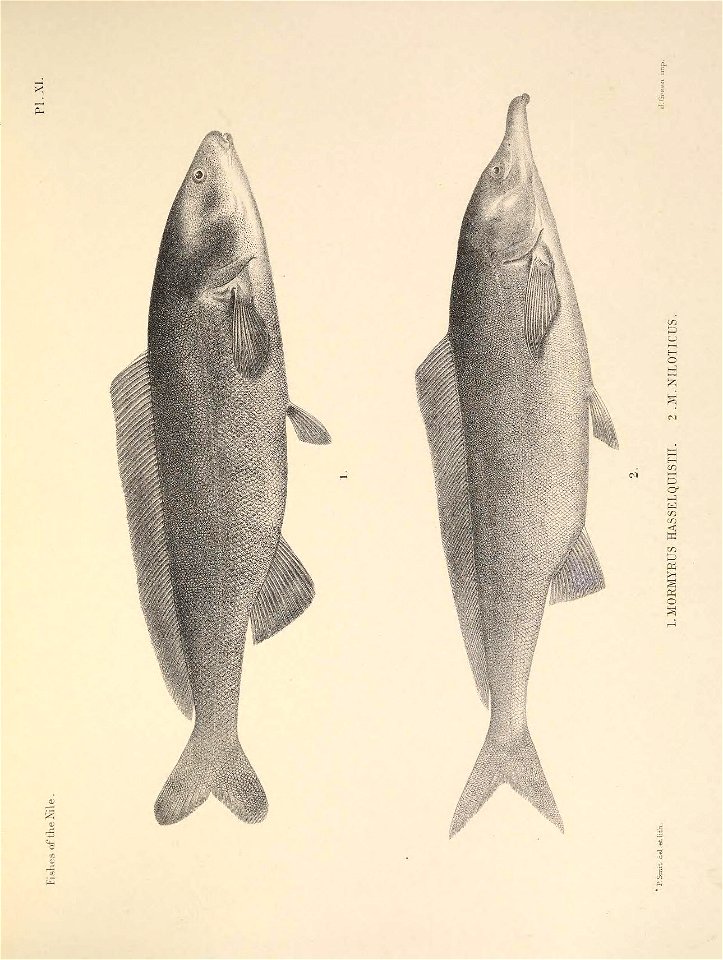 n50_w1150