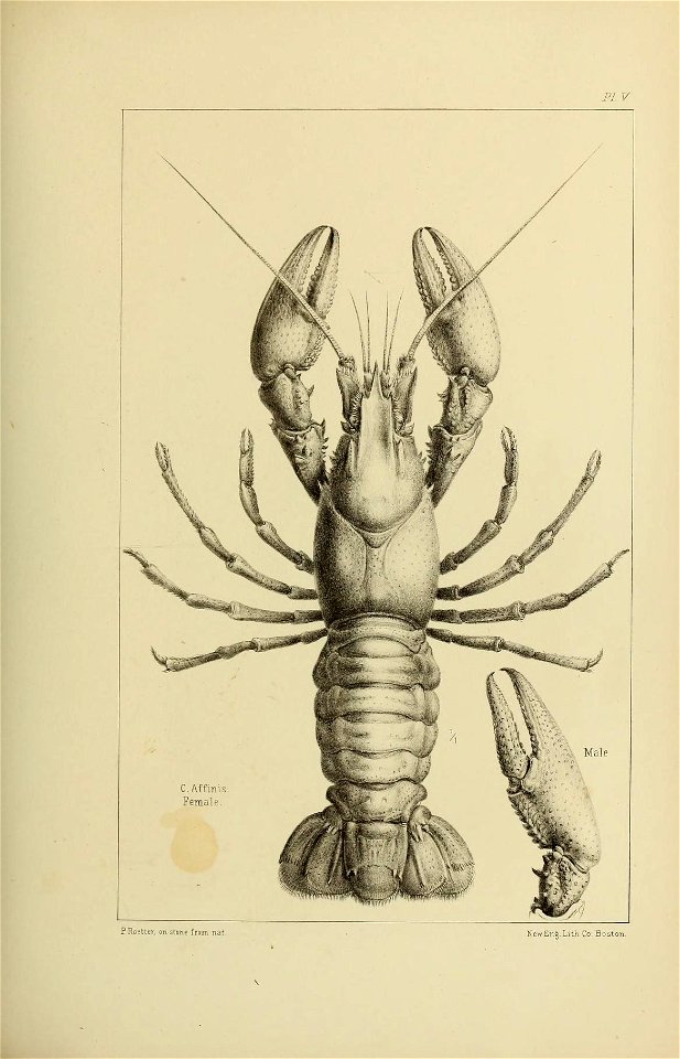 n136_w1150