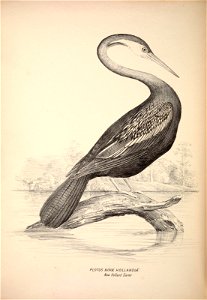 n433_w1150