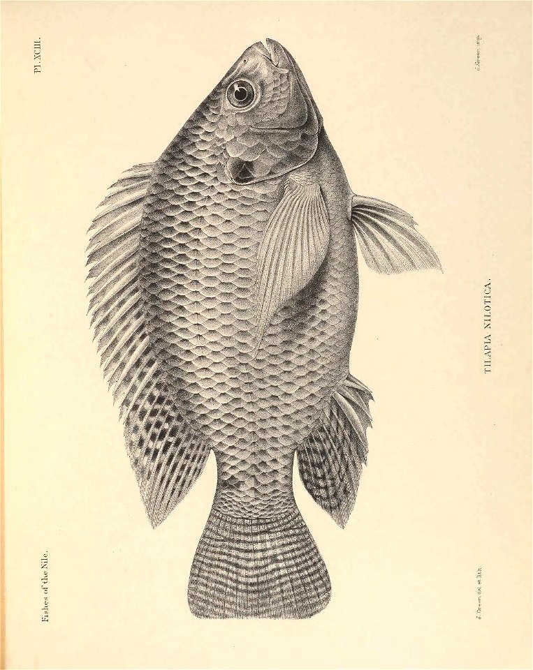 n260_w1150