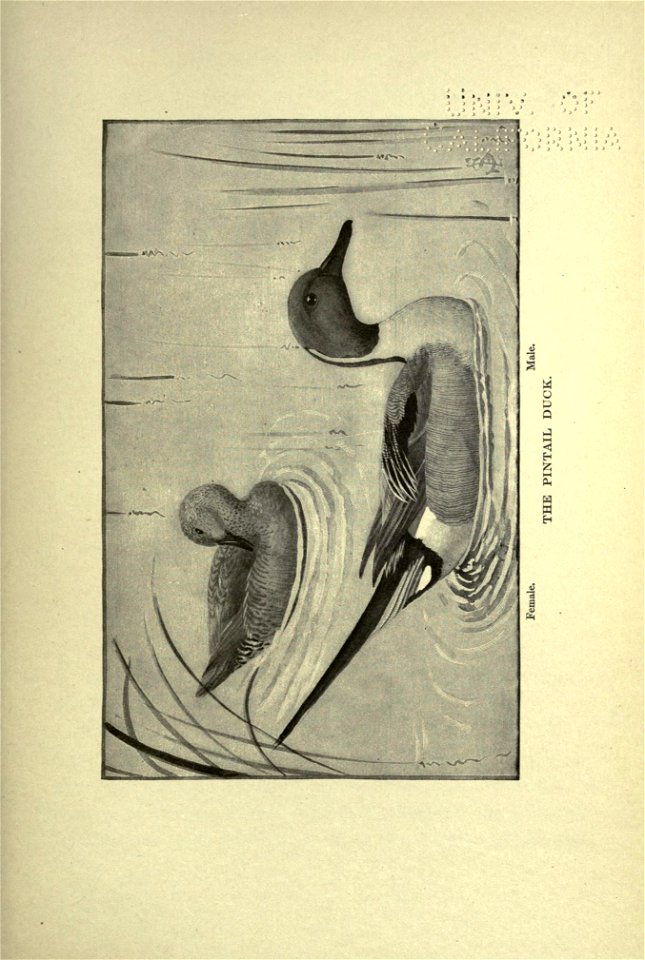 n204_w1150