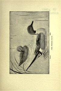 n204_w1150