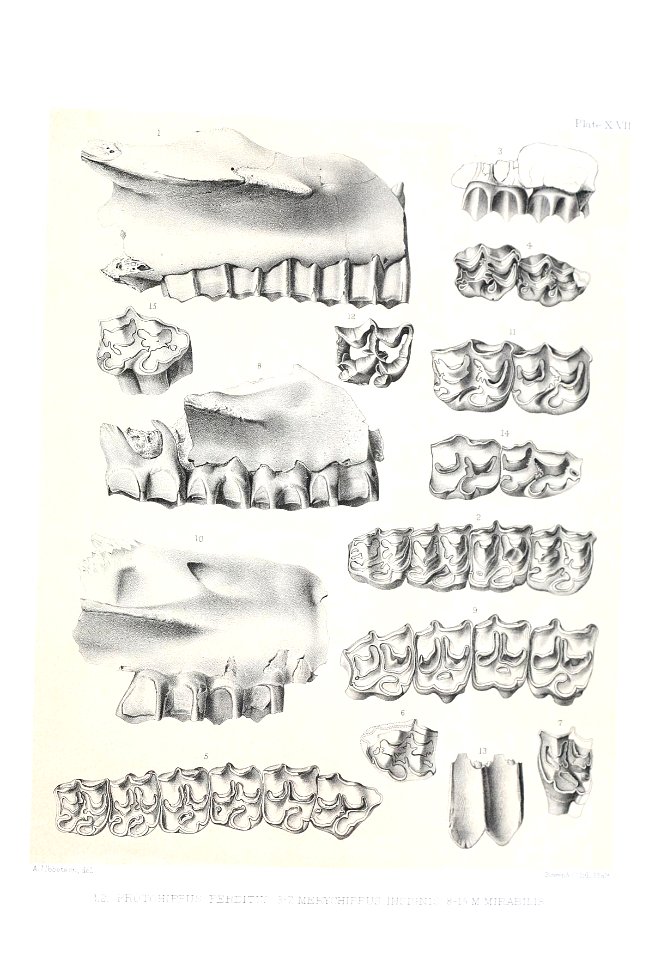 n510_w1150
