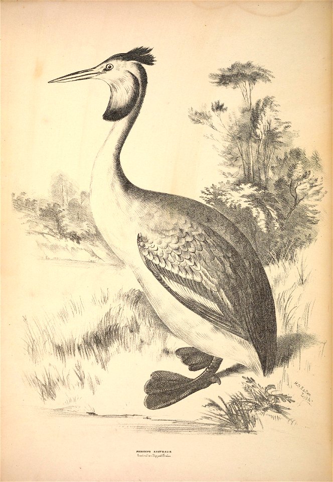 n437_w1150