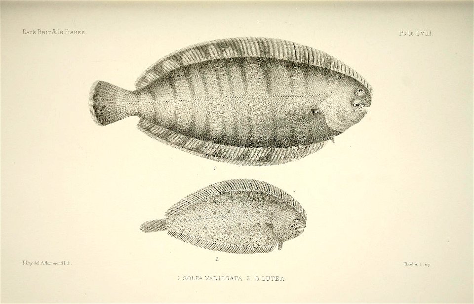 n222_w1150