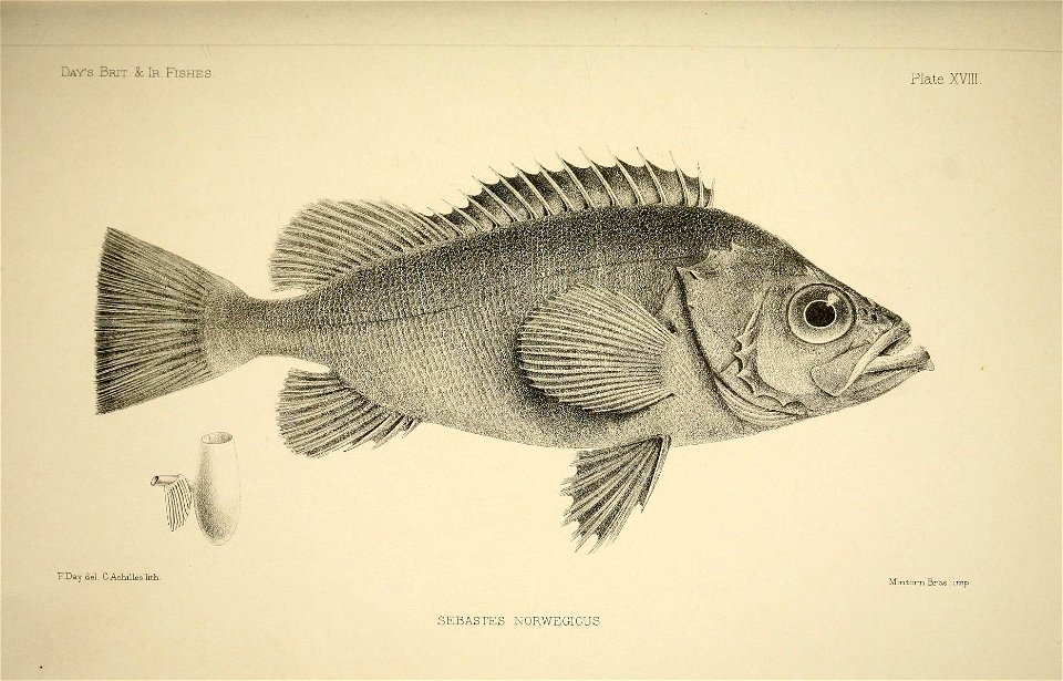 n42_w1150