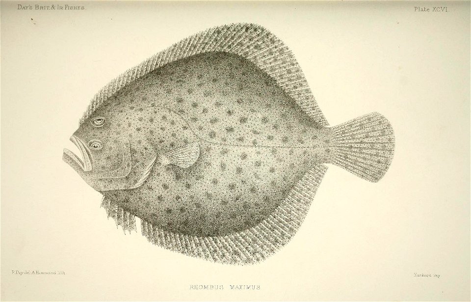 n198_w1150