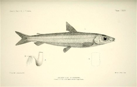 n256_w1150