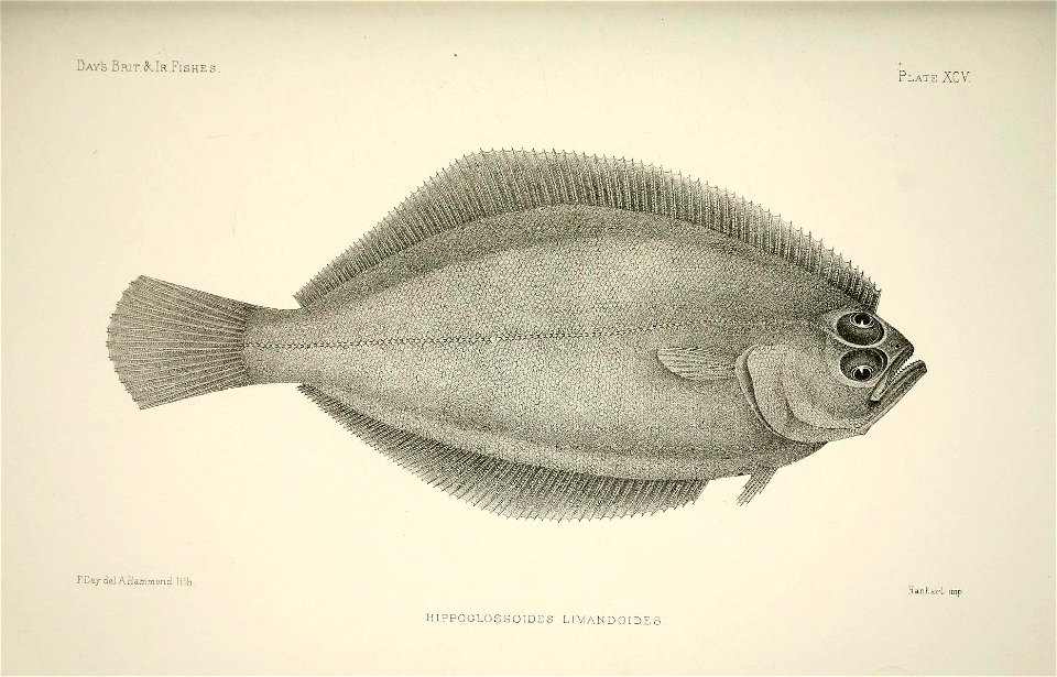 n196_w1150