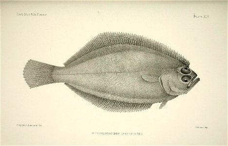 n196_w1150