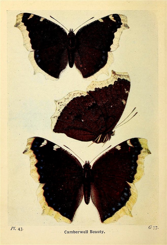 n135_w1150