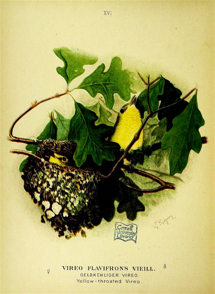 n379_w1150