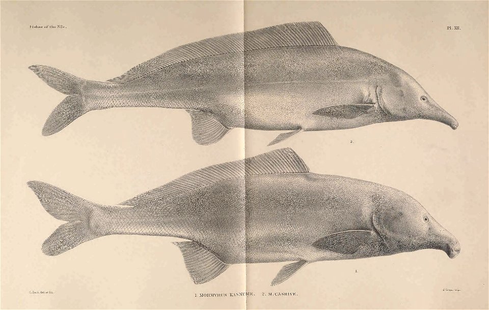 n54_w1150