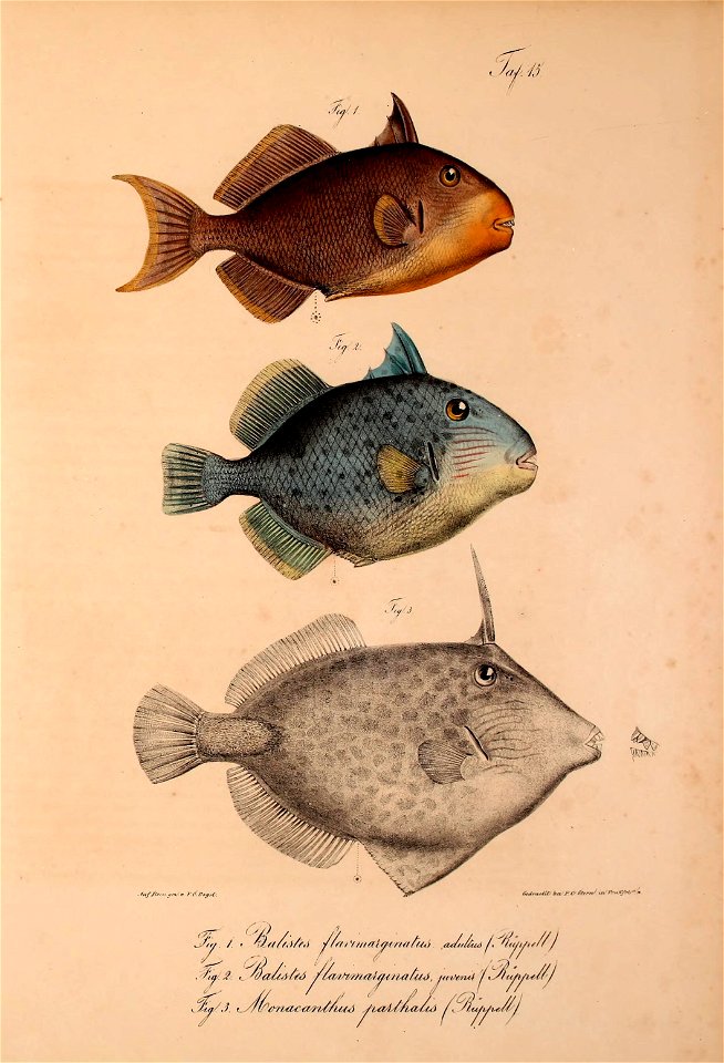 n492_w1150