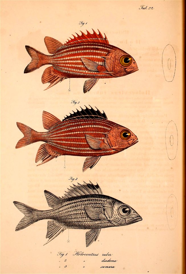 n527_w1150