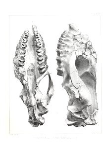n520_w1150